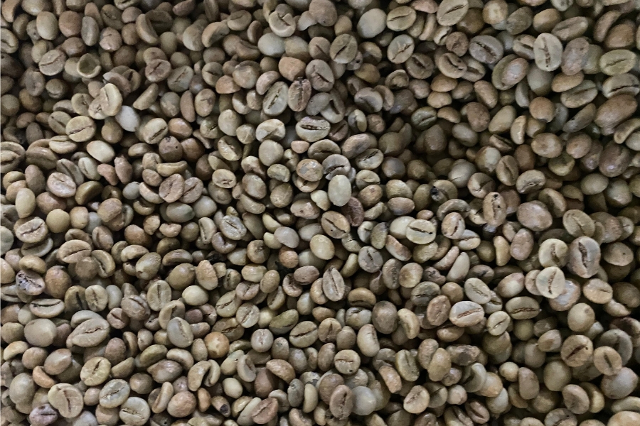 Green Bean Robusta Sumatra